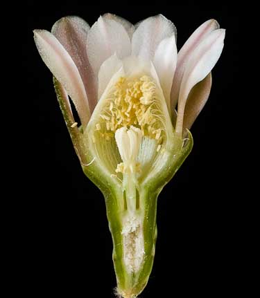 Gymnocalycium stuckertii